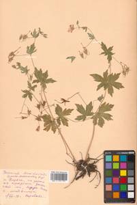 Geranium maximowiczii Regel & Maack, Siberia, Russian Far East (S6) (Russia)