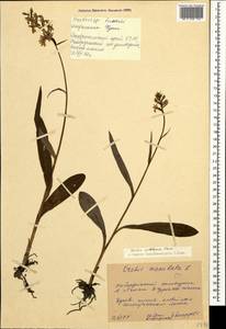 Dactylorhiza urvilleana (Steud.) H.Baumann & Künkele, Caucasus, Stavropol Krai, Karachay-Cherkessia & Kabardino-Balkaria (K1b) (Russia)