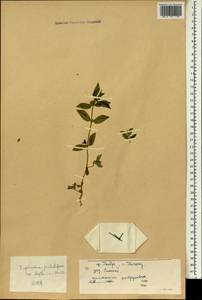 Euphorbia hirta L., South Asia, South Asia (Asia outside ex-Soviet states and Mongolia) (ASIA) (China)