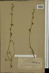Delphinium cyphoplectrum subsp. pallidiflorum (Freyn) Rottenst., Caucasus, Azerbaijan (K6) (Azerbaijan)
