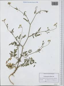 Torilis japonica (Houtt.) DC., Western Europe (EUR) (France)