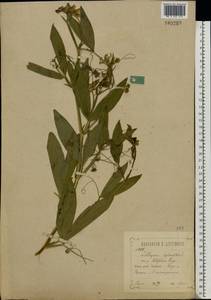 Lathyrus sylvestris L., Eastern Europe, Central forest-and-steppe region (E6) (Russia)