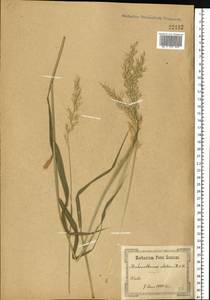 Arrhenatherum elatius (L.) P.Beauv. ex J.Presl & C.Presl, Eastern Europe, North Ukrainian region (E11) (Ukraine)