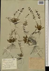 Veronica schistosa E. A. Busch, Caucasus, South Ossetia (K4b) (South Ossetia)