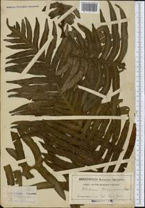 Neoblechnum brasiliense (Desv.) Gasper & V.A.O.Dittrich, Botanic gardens and arboreta (GARD) (Russia)