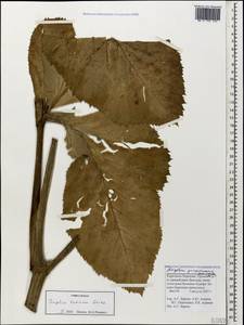 Xanthogalum tatianae (Bordz.) Schischk., Caucasus, Stavropol Krai, Karachay-Cherkessia & Kabardino-Balkaria (K1b) (Russia)