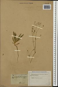 Gypsophila elegans M. Bieb., Caucasus (no precise locality) (K0)