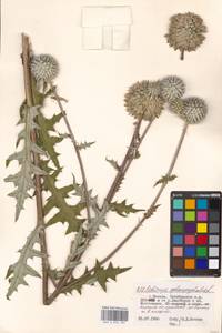 Echinops sphaerocephalus L., Eastern Europe, Moscow region (E4a) (Russia)