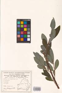 Salix cinerea × dasyclados, Eastern Europe, Belarus (E3a) (Belarus)