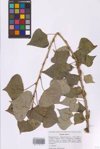 Populus nigra L., Eastern Europe, Moscow region (E4a) (Russia)