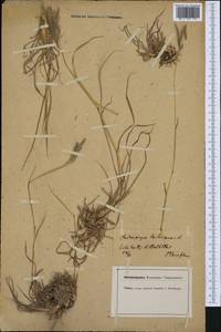 Bothriochloa ischaemum (L.) Keng, Western Europe (EUR) (Germany)