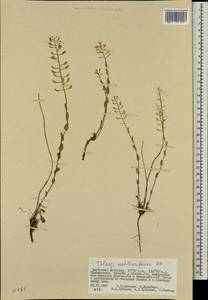 Noccaea cochleariforme (DC.) Á. Löve & D. Löve, Mongolia (MONG) (Mongolia)