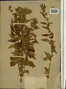 Chaiturus marrubiastrum (L.) Ehrh. ex Rchb., Eastern Europe, Lower Volga region (E9) (Russia)