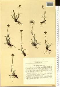 Antennaria lanata (Hook.) Greene, Siberia, Western Siberia (S1) (Russia)