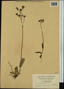 Pilosella aurantiaca subsp. auropurpurea (Peter) Soják, Western Europe (EUR) (Austria)