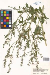 Chenopodium, Eastern Europe, Moscow region (E4a) (Russia)