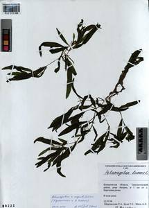 Potamogeton × angustifolius J.Presl, Siberia, Altai & Sayany Mountains (S2) (Russia)