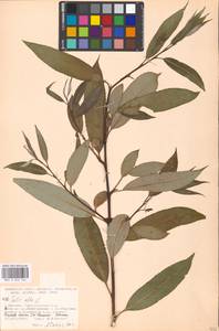 Salix alba L., Eastern Europe, Moscow region (E4a) (Russia)