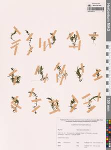 Callitriche hermaphroditica L., Siberia, Yakutia (S5) (Russia)