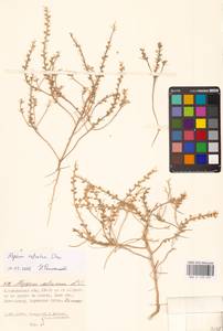 Alyssum rostratum Steven, Eastern Europe, Lower Volga region (E9) (Russia)