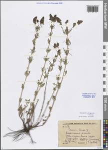 Veronica austriaca subsp. jacquinii (Baumg.) Watzl, Eastern Europe, Central forest-and-steppe region (E6) (Russia)
