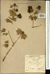 Eryngium maritimum L., Caucasus, Black Sea Shore (from Novorossiysk to Adler) (K3) (Russia)