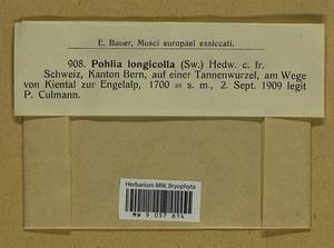 Pohlia longicolla (Hedw.) Lindb., Bryophytes, Bryophytes - Western Europe (BEu) (Switzerland)