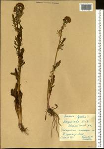 Jacobaea vulgaris subsp. vulgaris, Siberia, Yakutia (S5) (Russia)