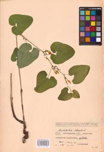 Aristolochia clematitis L., Eastern Europe, Lower Volga region (E9) (Russia)