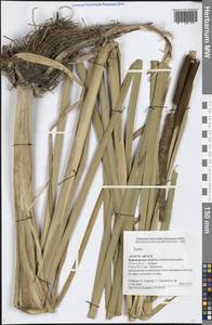 Typha, Eastern Europe, Central forest-and-steppe region (E6) (Russia)