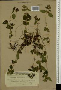 Clinopodium umbrosum (M.Bieb.) K.Koch, Caucasus, Azerbaijan (K6) (Azerbaijan)