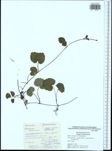 Glechoma hederacea L., Eastern Europe, Central region (E4) (Russia)