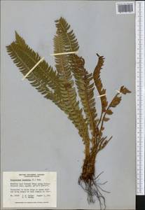 Polystichum lonchitis (L.) Roth, America (AMER) (Canada)