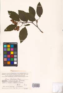 Alnus alnobetula subsp. fruticosa (Rupr.) Raus, Eastern Europe, Northern region (E1) (Russia)
