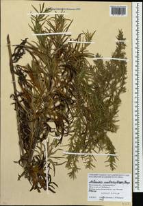 Artemisia umbrosa Turcz. ex DC., Eastern Europe, Moscow region (E4a) (Russia)