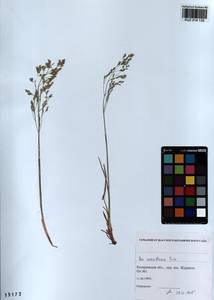 Poa urssulensis Trin., Siberia, Altai & Sayany Mountains (S2) (Russia)