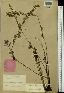 Artemisia freyniana (Pamp.) Krasch., Siberia, Russian Far East (S6) (Russia)