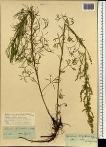 Artemisia bargusinensis Spreng., Mongolia (MONG) (Mongolia)