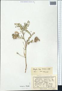 Astragalus camptoceras Bunge, Middle Asia, Kopet Dag, Badkhyz, Small & Great Balkhan (M1) (Turkmenistan)