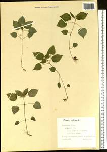 Circaea alpina L., Eastern Europe, West Ukrainian region (E13) (Ukraine)