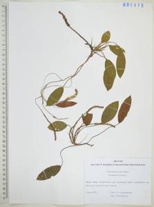 Potamogeton natans L., Siberia, Russian Far East (S6) (Russia)