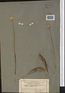 Allium, Middle Asia, Northern & Central Tian Shan (M4) (Kazakhstan)