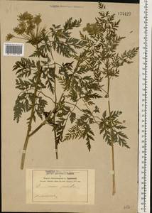 Thysselinum palustre (L.) Hoffm., Eastern Europe, Central forest-and-steppe region (E6) (Russia)