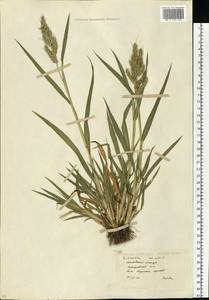 Echinochloa crus-galli (L.) P.Beauv., Eastern Europe, Moscow region (E4a) (Russia)