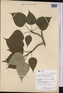 Populus balsamifera L., America (AMER) (Canada)