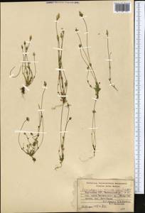 Lomatogonium carinthiacum (Wulfen) Reichenb., Middle Asia, Western Tian Shan & Karatau (M3) (Kyrgyzstan)