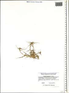 Sporobolus aculeatus (L.) P.M.Peterson, Caucasus, Azerbaijan (K6) (Azerbaijan)
