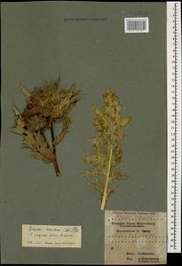 Lophiolepis horrida (Adams) Bures, Del Guacchio, Iamonico & P. Caputo, Caucasus, Krasnodar Krai & Adygea (K1a) (Russia)