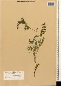 Astragalus brachytropis (Stev.) C. A. Mey., Caucasus, Dagestan (K2) (Russia)