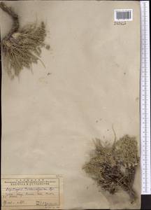 Oxytropis trichocalycina Bunge, Middle Asia, Western Tian Shan & Karatau (M3) (Kazakhstan)